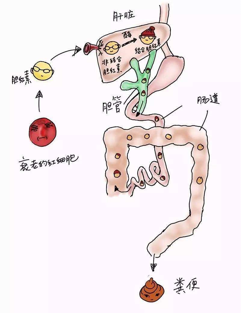 肝病引起的脸色发黄怎么治疗,肝病是什么问题引起颜色发黄