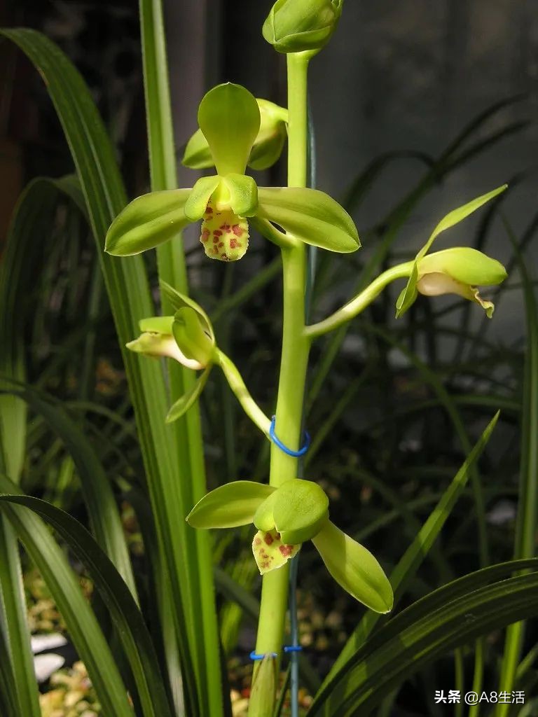 每日一兰花故事～中国兰花.惠兰名品.大一品