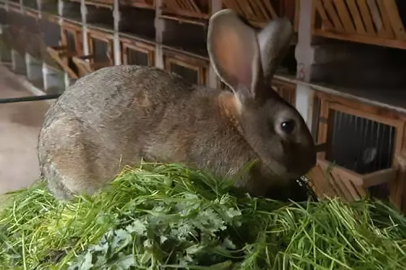 山东小伙靠养鹌鹑致富,农村大哥返乡创业养500只鸡