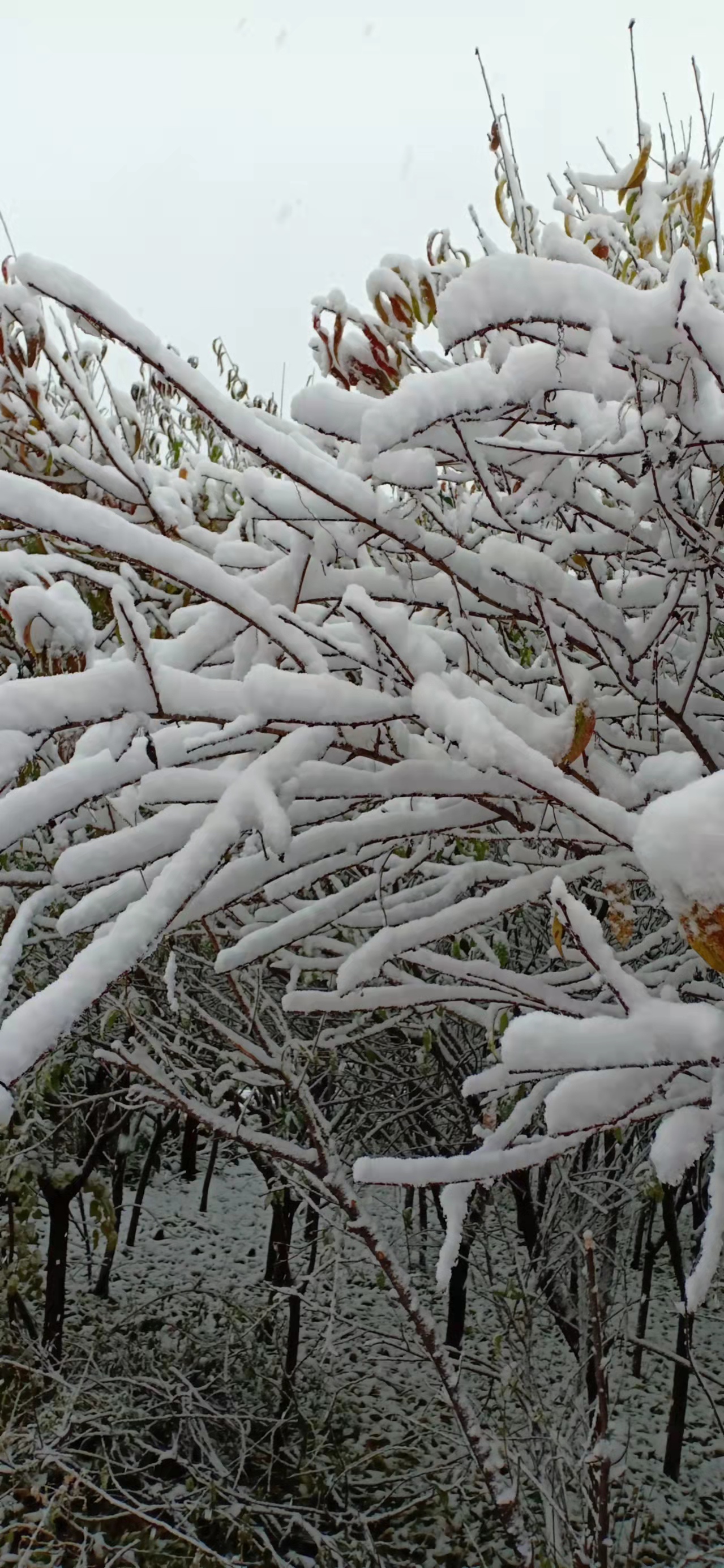 七绝立冬感怀新韵,五绝立冬感怀