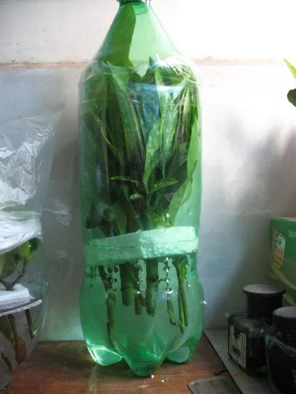 塑料瓶绑在月季上能生根吗视频,水扦插适应哪些花卉