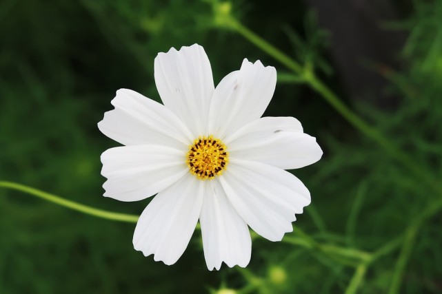 十二星座中谁最容易喜欢上白羊,十二星座复合指南白羊金牛