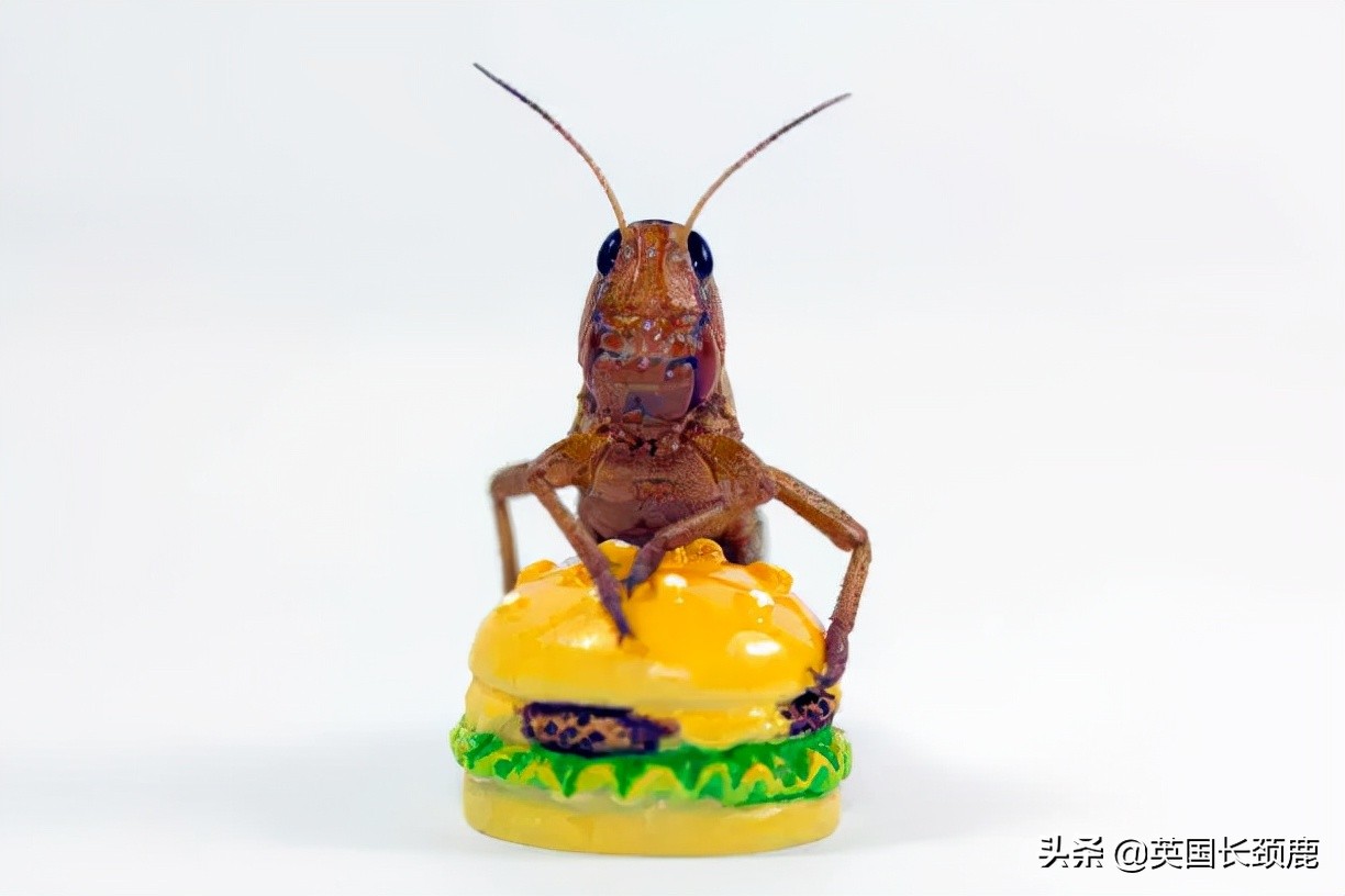 羊驼忧郁症,羊驼抑郁症治疗