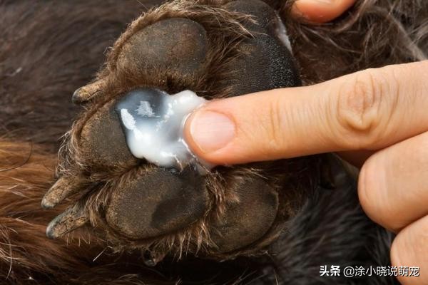 狗狗老是舔脚并且红肿了怎么回事,狗狗老舔爪子发红是趾间炎