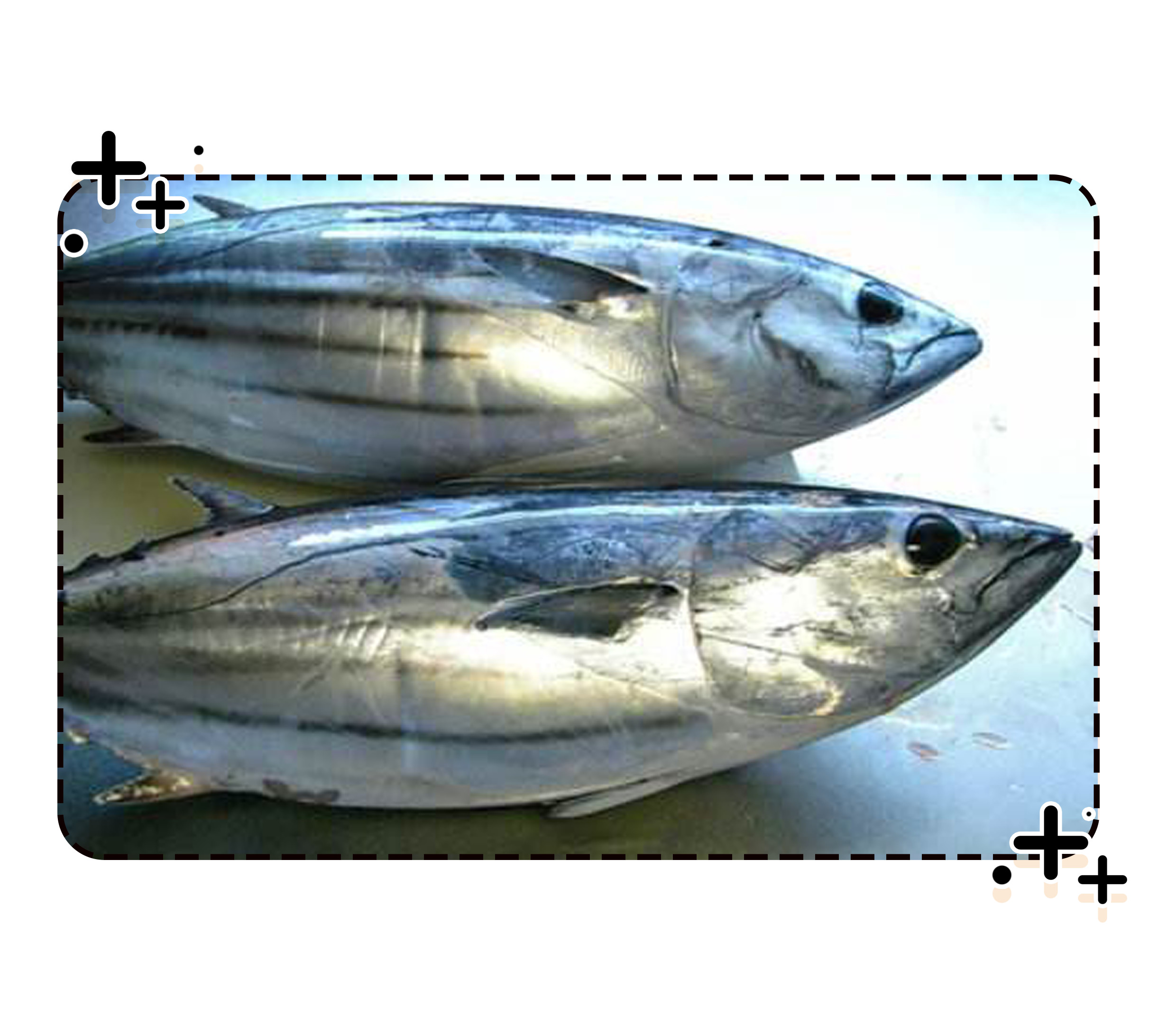 世界上最硬的食物柴鱼,世界上最费劲的食物