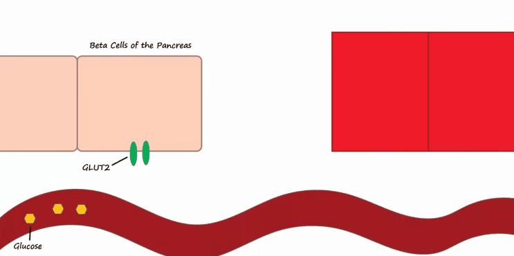 胰岛素是如何导致糖尿病的,胰岛素增多为什么会导致糖尿病