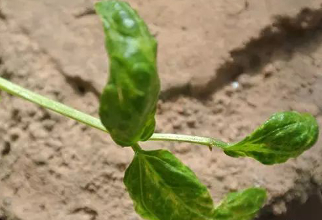 防治木虱蚜虫蓟马用什么药,蓟马粉虱虫害防治