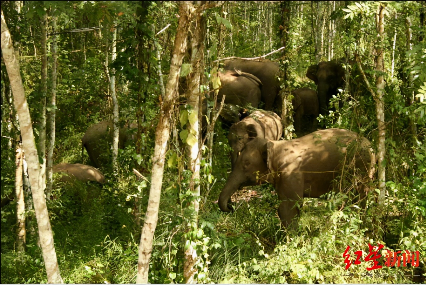 专访：亚洲象北上是整体趋势，长期投喂香蕉、菠萝、玉米等高糖、高热量食物，可能导致野象得高血压、糖尿病