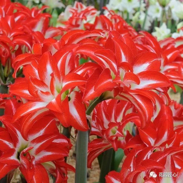 朱顶红为什么老是烂球,怎么才能让朱顶红不生小球