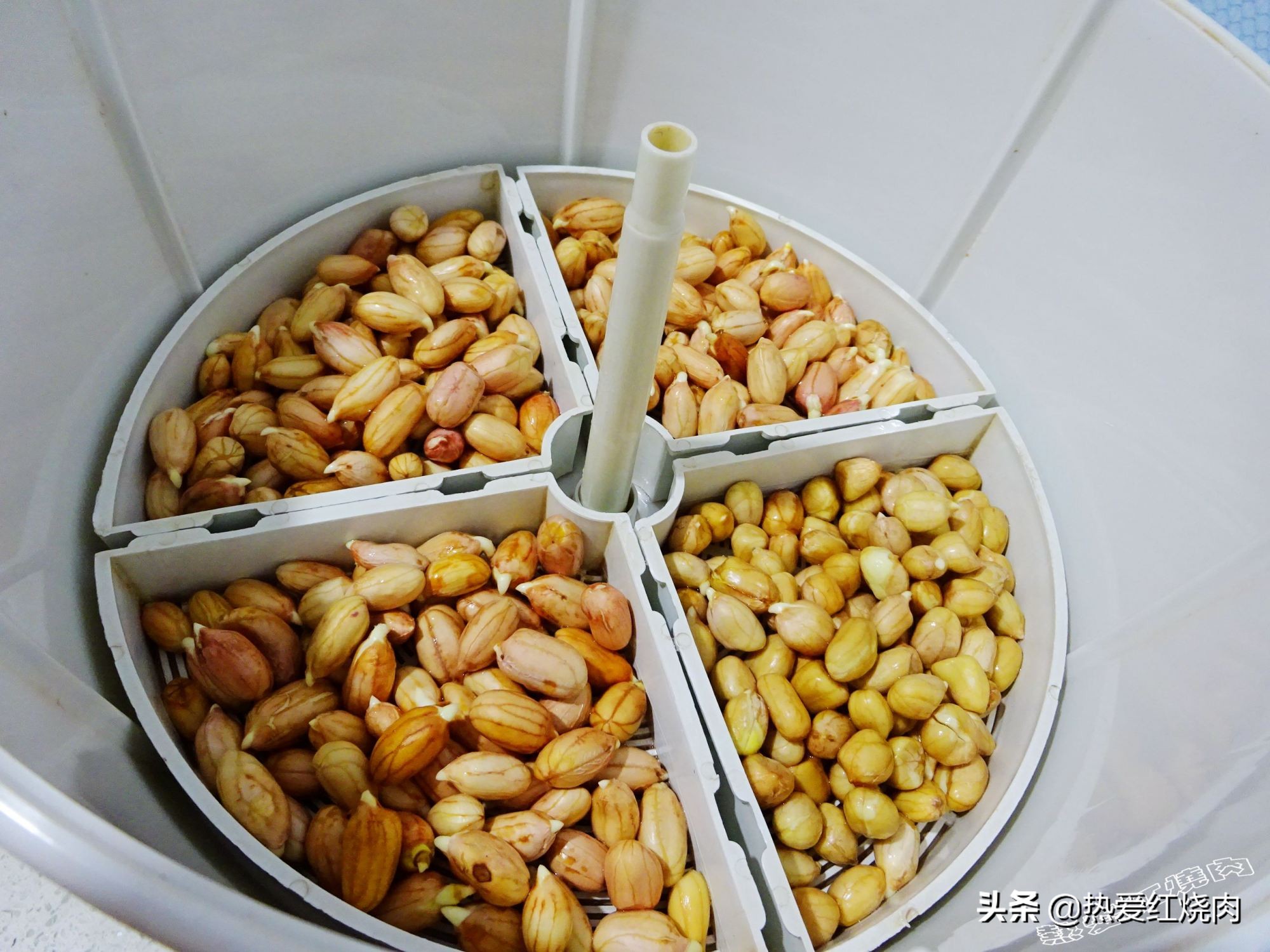 花生芽容易买得到吗,花生做花生芽