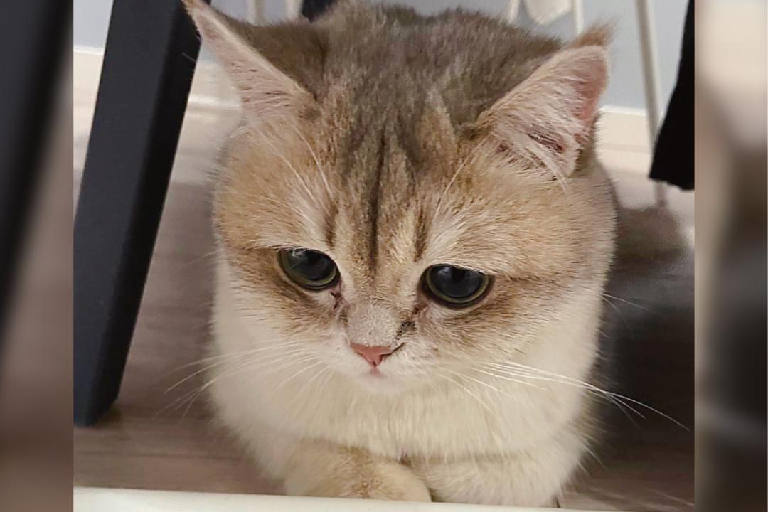 养猫人哭了 (朝九晚五适合养猫吗)