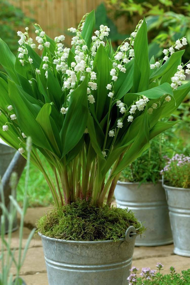 铃兰花怎么养能开花,铃兰花养出来的样子