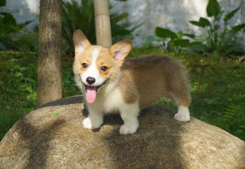 哈士奇在狗界的排名,最有服从性的狗哈士奇排行榜