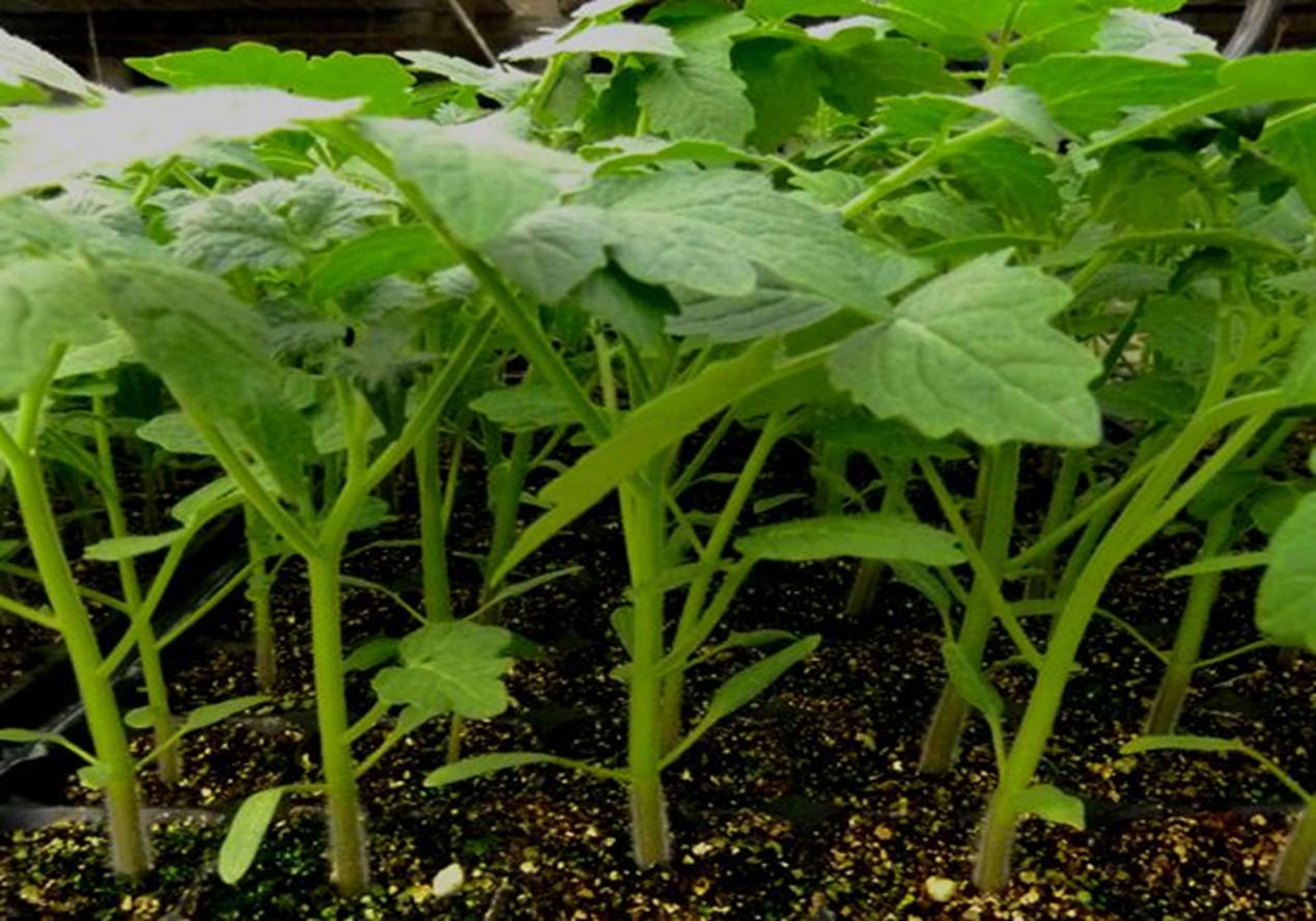 如何进行作物缺素症状的田间识别,缺素病害详解大全