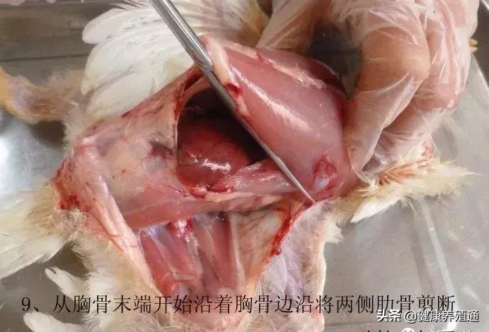 家禽疾病的常用诊断方式有哪些,家禽常见疾病及检测方法书籍