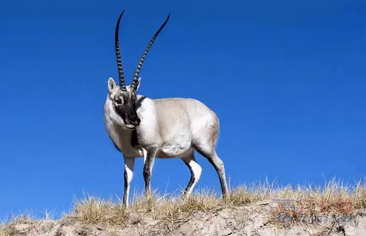 雌性伟大,雄性薄情,藏羚羊的交配和繁殖,奇怪的知识又增加了