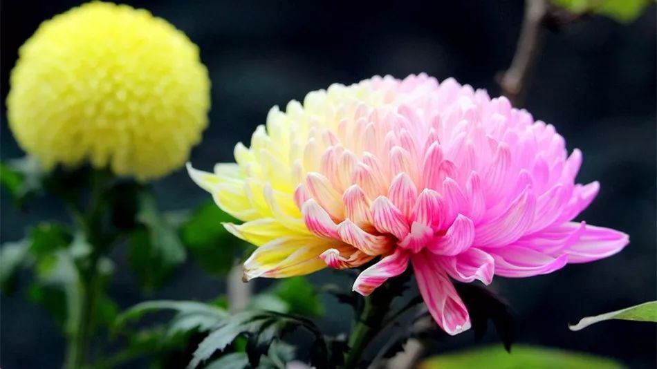 深秋时节的菊花展诗情画意,秋日赏菊30幅菊花图