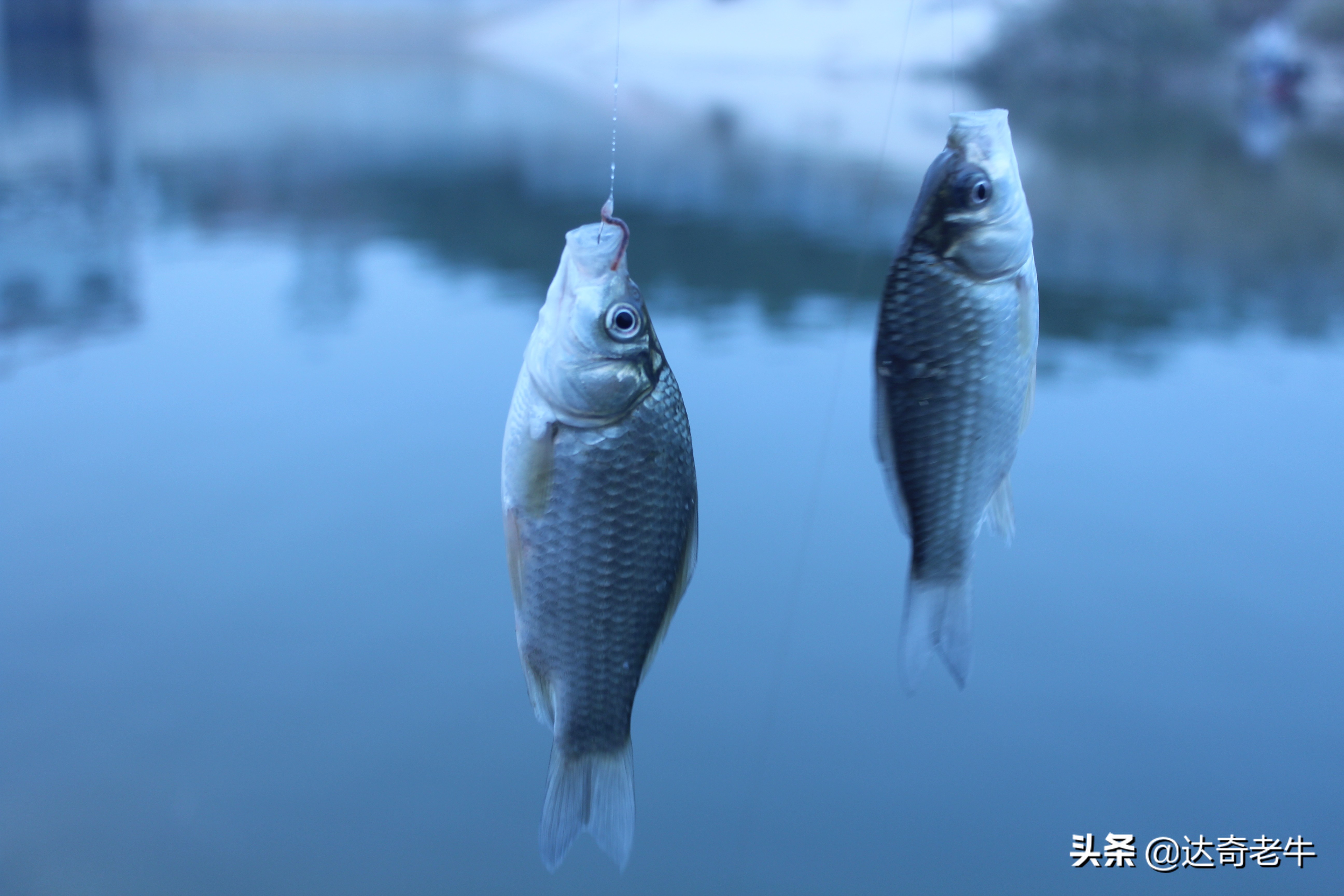 无倒刺的鱼钩怎么挂蚯蚓最好,不怕跑鱼的鱼钩