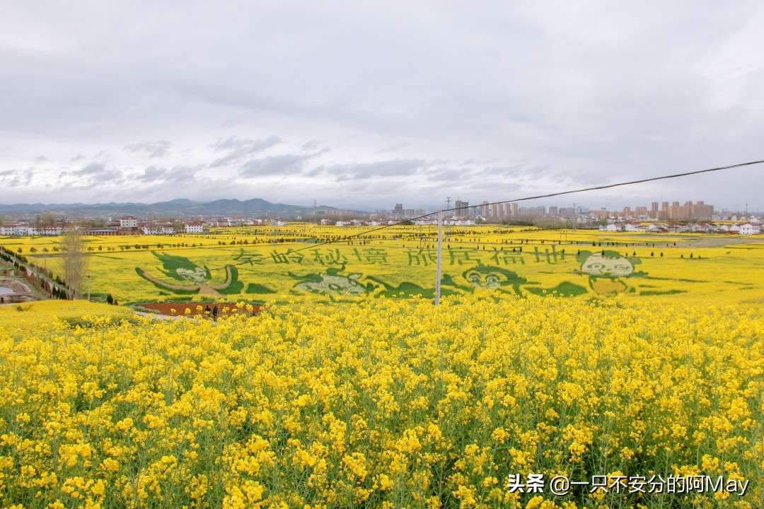汉中洋县油菜花旅游地点推荐,汉中看油菜花是去洋县还是西乡
