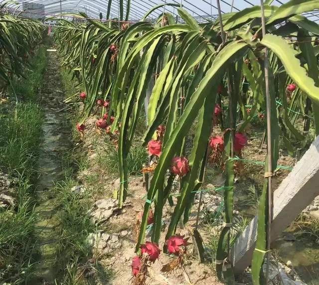 一年四季的时令蔬菜,一年四季的时令水果大全