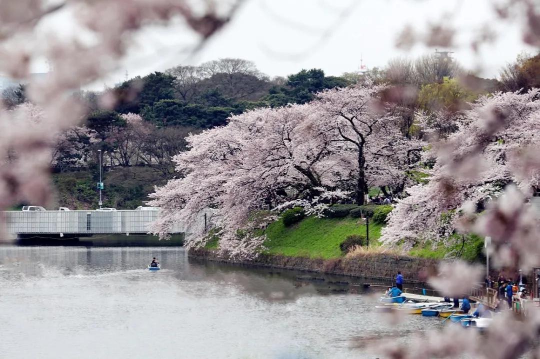 樱花前线2022年,2022第一场樱花