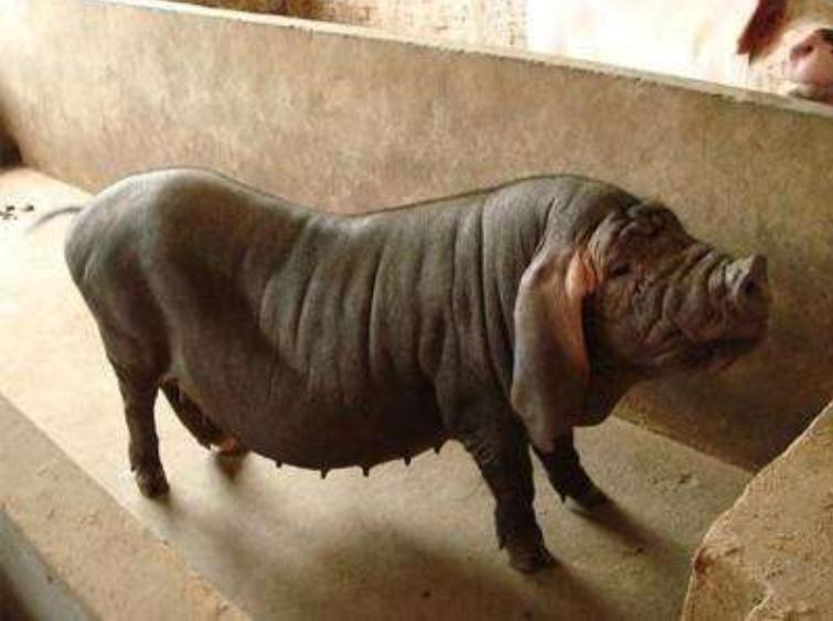 土母猪要配什么种好,土母猪好吗