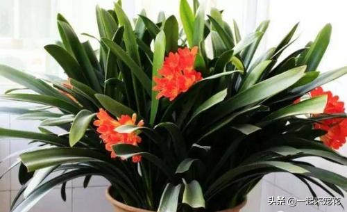 君子兰冬天养护方法及注意事项,君子兰受冻叶子蔫了