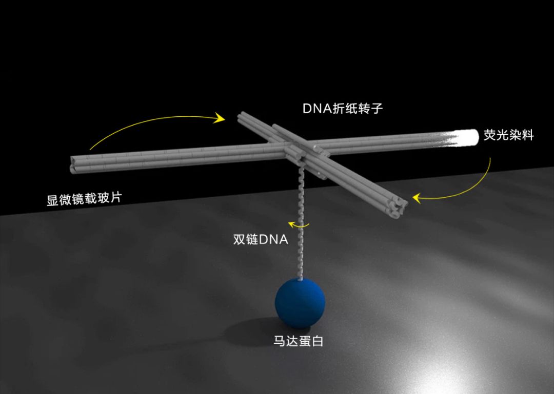 用纸做dna分子模型图片,dna折纸技术就业
