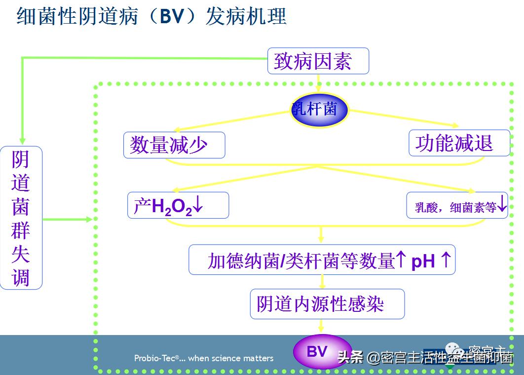 女性私护活性益生菌抑菌片有用吗,妇科微生态平衡益生菌