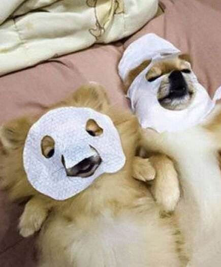 眼膜网红款,网红可贝尔眼膜