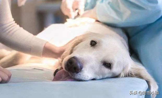 狗狗吞食异物怎么办啊,狗狗上呼吸道感染症状