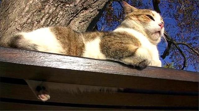 猫咪晚上看不见主人吗,猫咪夜晚看不见能找到吃的吗