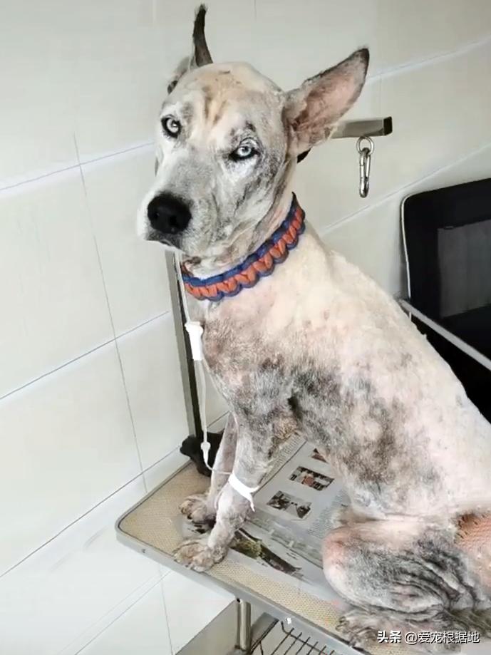 流浪哈士奇偷吃狗粮,哈士奇被饿骨瘦如柴