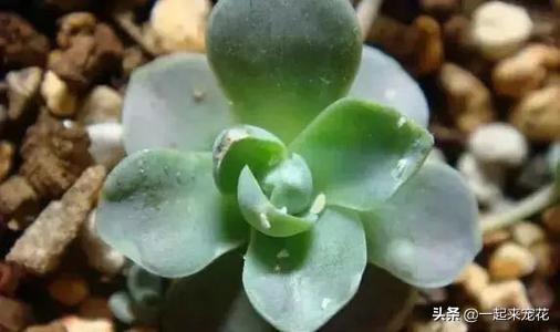 多肉长了小虫子可以用啤酒喷洒吗,多肉长黑虫能用白醋加水喷杀吗