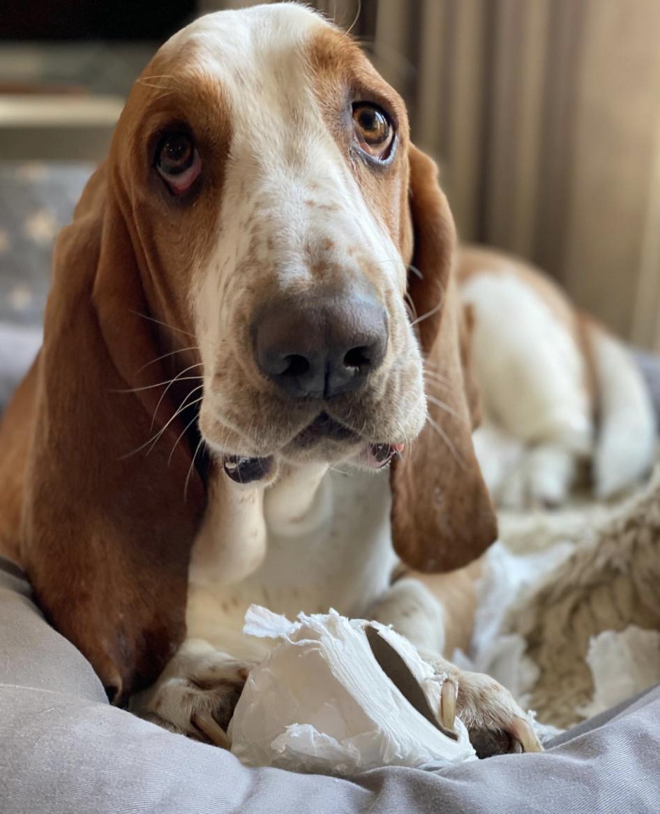 惹人喜爱的萌犬,萌犬