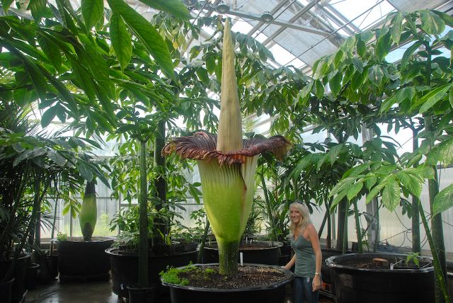 魔芋豆腐热量高吗减肥期间能吃吗,自己做的魔芋豆腐减肥可以吃吗