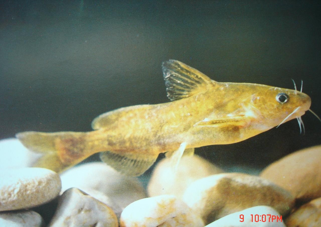 野钓昂刺鱼用什么饵,桥筏钓昂刺要不要打窝