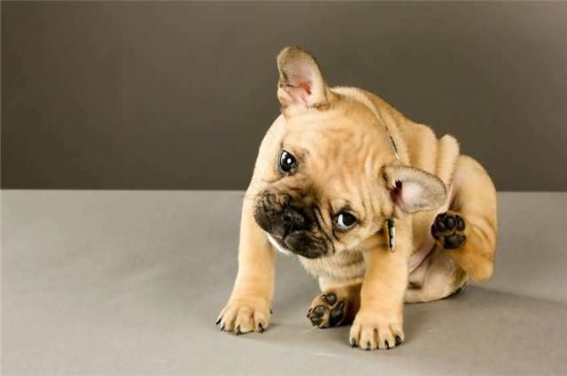 在狗狗洗澡时可以用人的洗发露吗,为狗洗澡