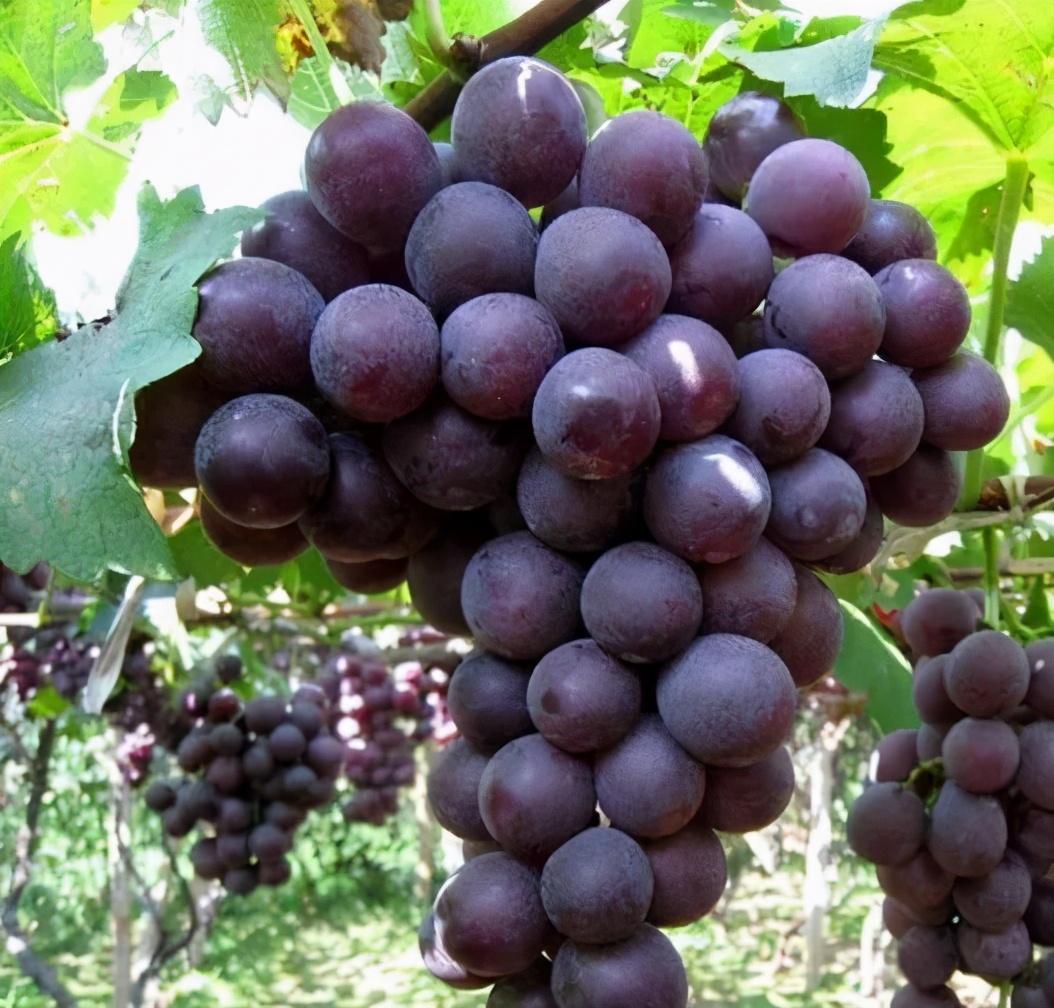 巨峰葡萄种植技术讲解,蒲江巨峰葡萄优质丰产栽培技术