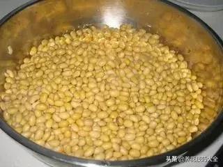 这4种花卉爱喝水浇水越多越旺盛,这几种花草浇水浇不对越养越不好