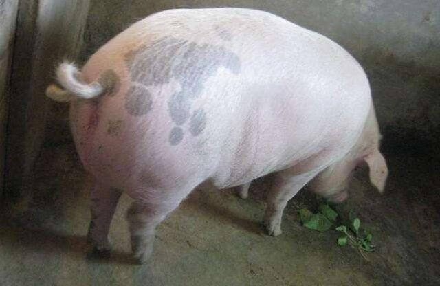 母猪养肥的正确方法,空怀母猪的饲养管理的常规流程