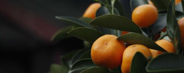 桔子树叶子发黄是什么病,盆栽桔子树叶子发黄怎么治疗