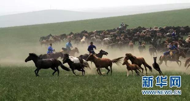 牛原本个人资料,内蒙古牛能有多大
