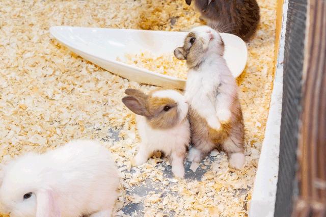 19.9包邮毛绒羊驼,羊驼9.9元秒杀直播