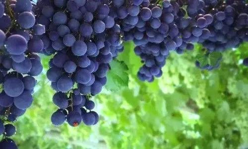 广西梧州最好的果园,梧州摘水果的地方