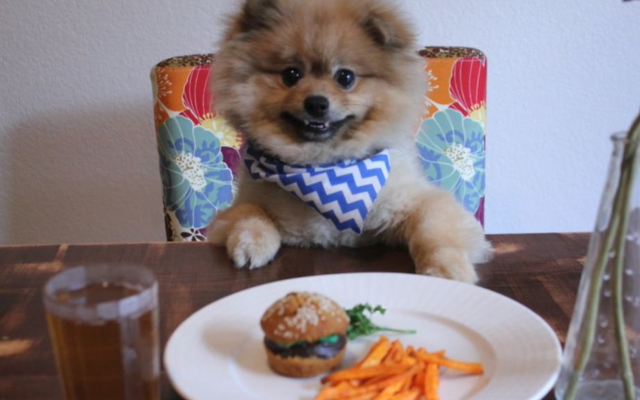 博美犬怎么养才能听话,博美犬为什么不建议养牧羊犬