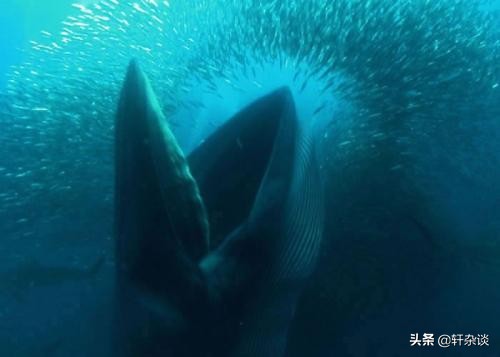 世界上有哪些最大的巨型动物,地球上有史以来最大的动物排名