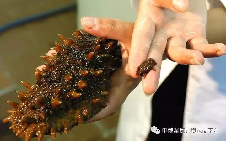 俄罗斯北极参和海参有什么区别,如何分辨俄罗斯海参或大连参