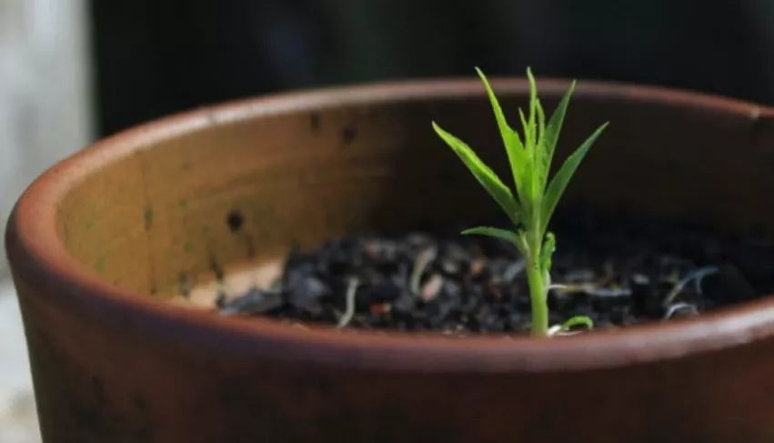 玉米棒子插水里，7天冒出小森林