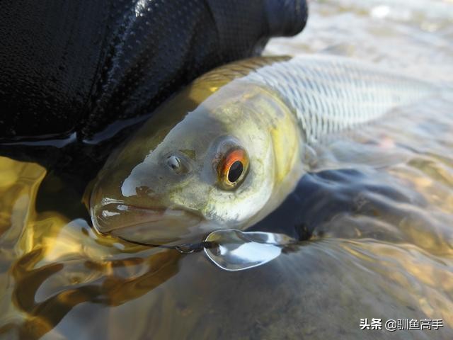 3月份浅水路亚,百闻不如一见美景视频